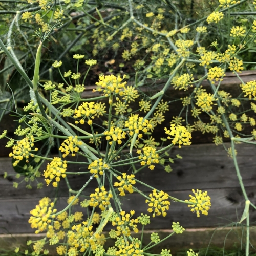 Sichtschutz /Trennwand RAWU Bepflanzung