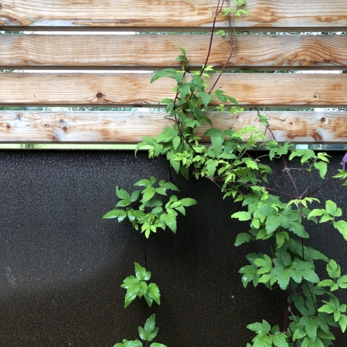 Sichtschutz /Trennwand RAWU als Rankhilfe