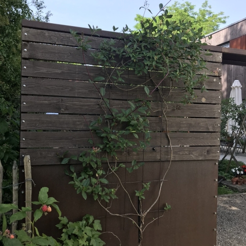 Sichtschutz /Trennwand RAWU Corten